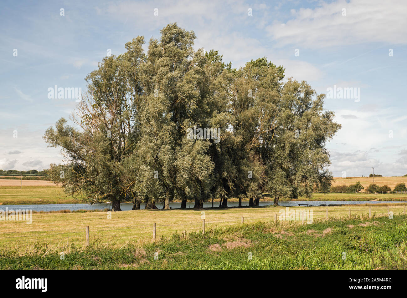 Eine Baumgruppe von kleinen Bäumen in einem Naturpark. Stockfoto