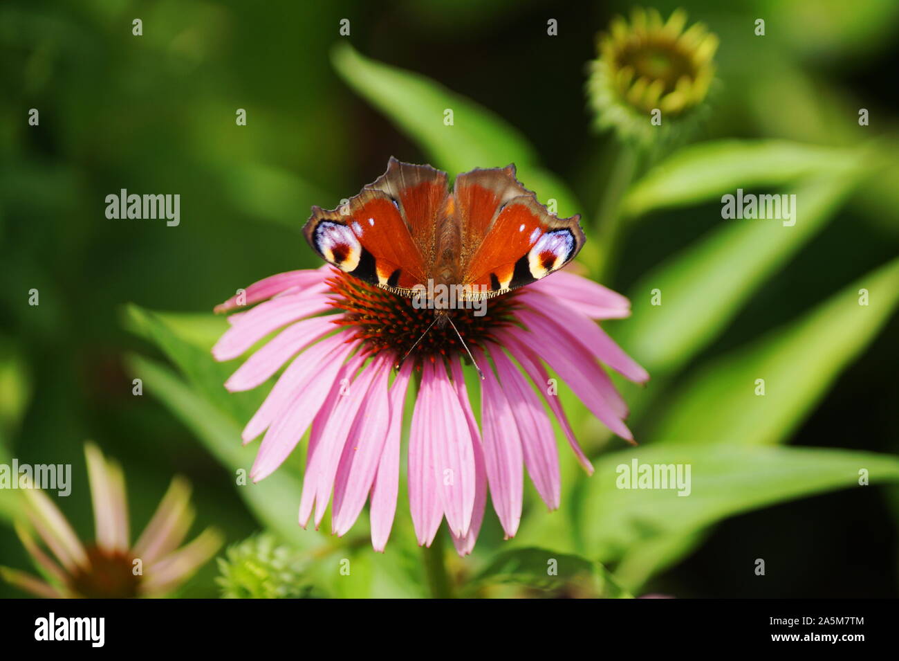 Schöne bunte Blumen in der Natur Stockfoto