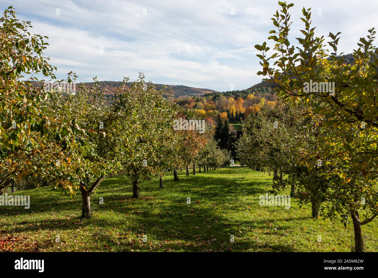 Apple Bäume säumen einen Obstgarten in Quechee, Vermont. Stockfoto