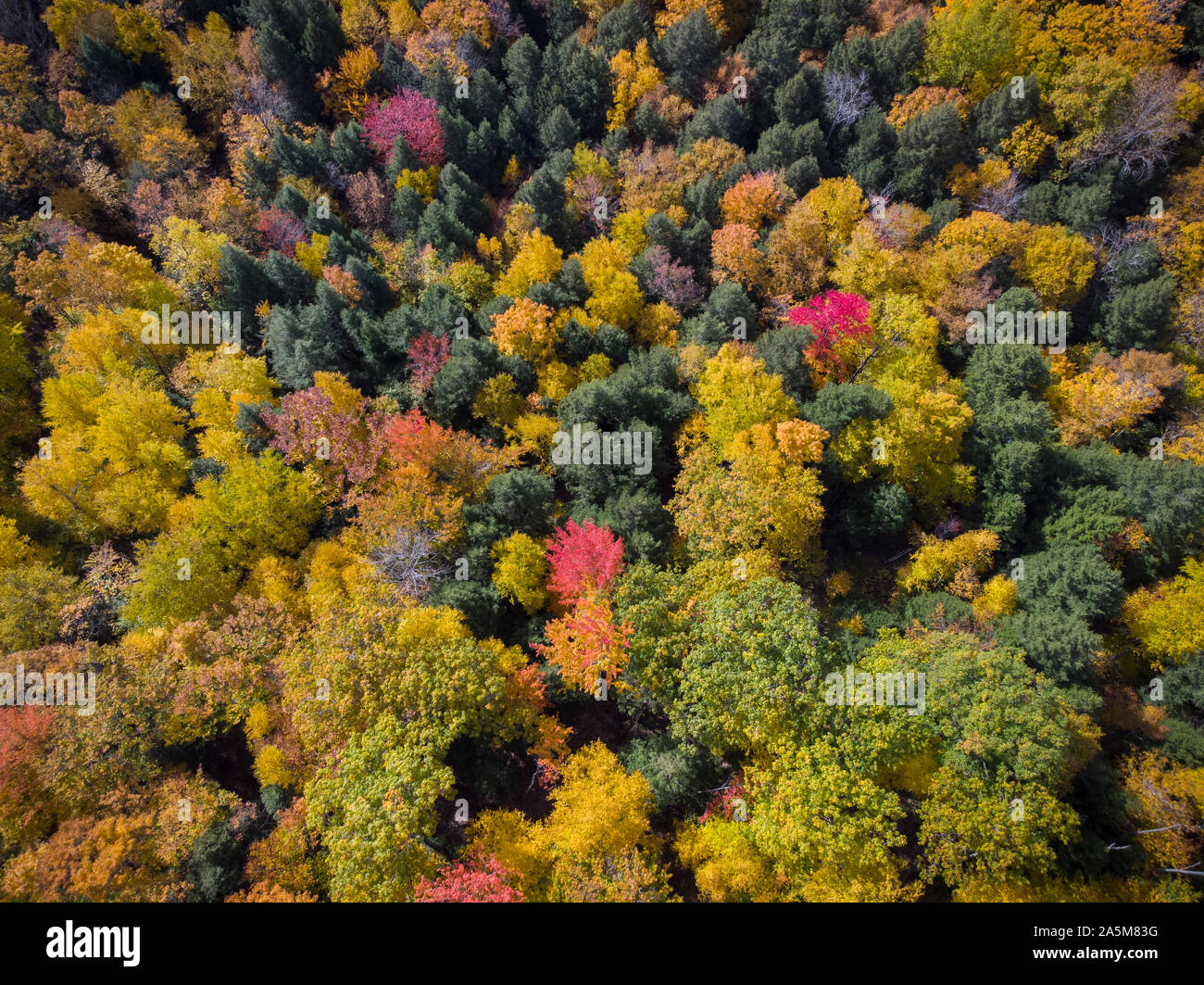 Herbst Laub aus der Luft in der Nähe von Quechee, Vermont gesehen. Stockfoto