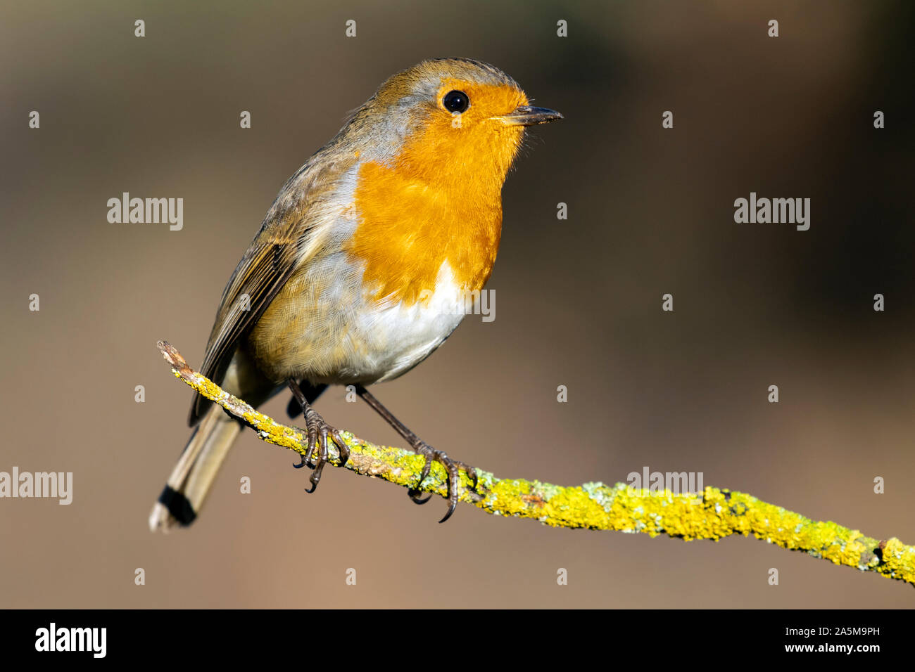 Europäische Robin (Erithacus Rubecula). Portrait der Vogel auf einem Zweig. Natur Wild life Szene. Spanien Stockfoto