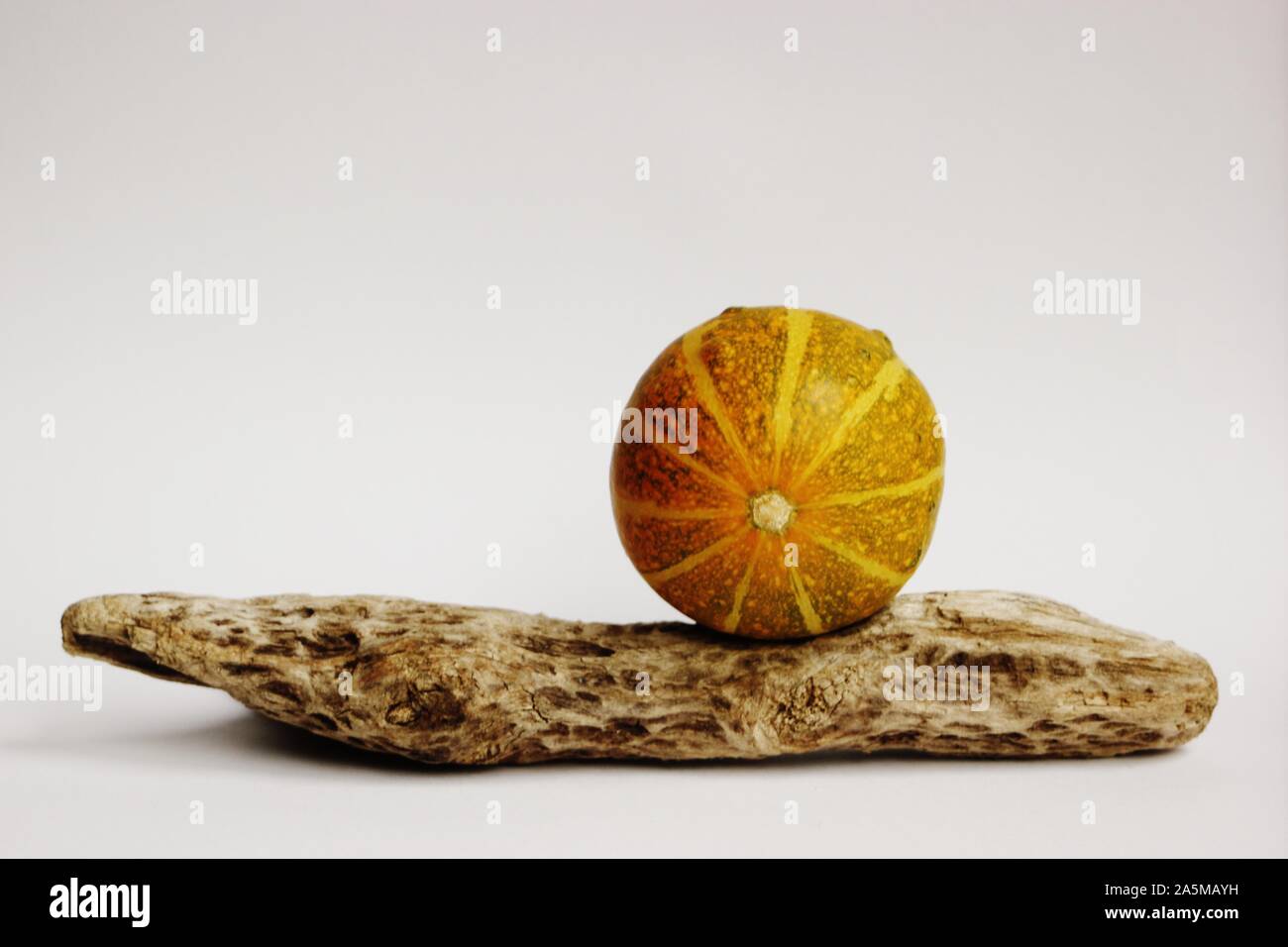 Squash auf Treibholz Stockfoto