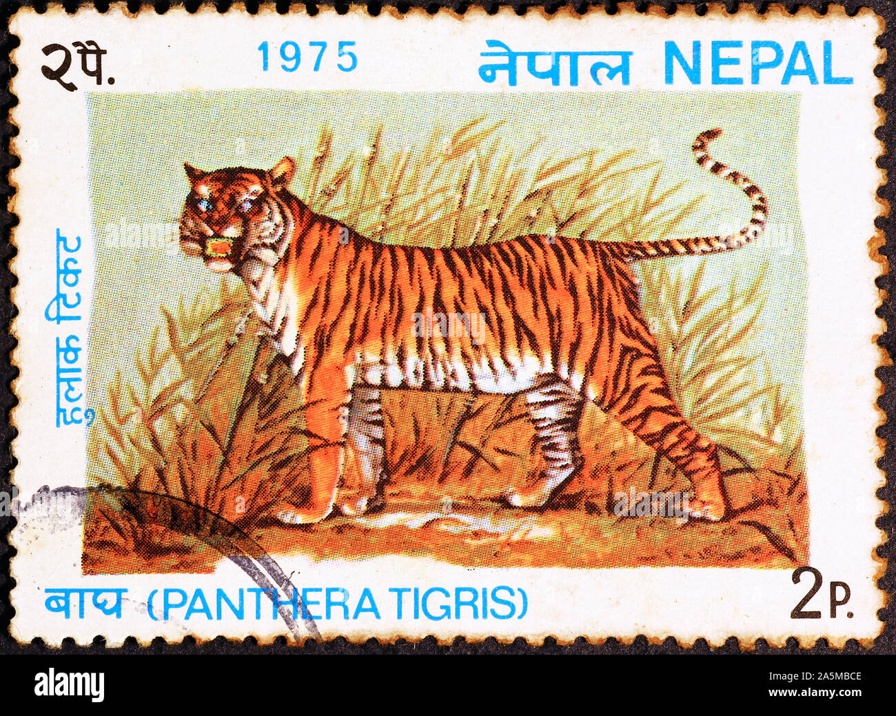 Tiger auf Briefmarke von Nepal Stockfoto