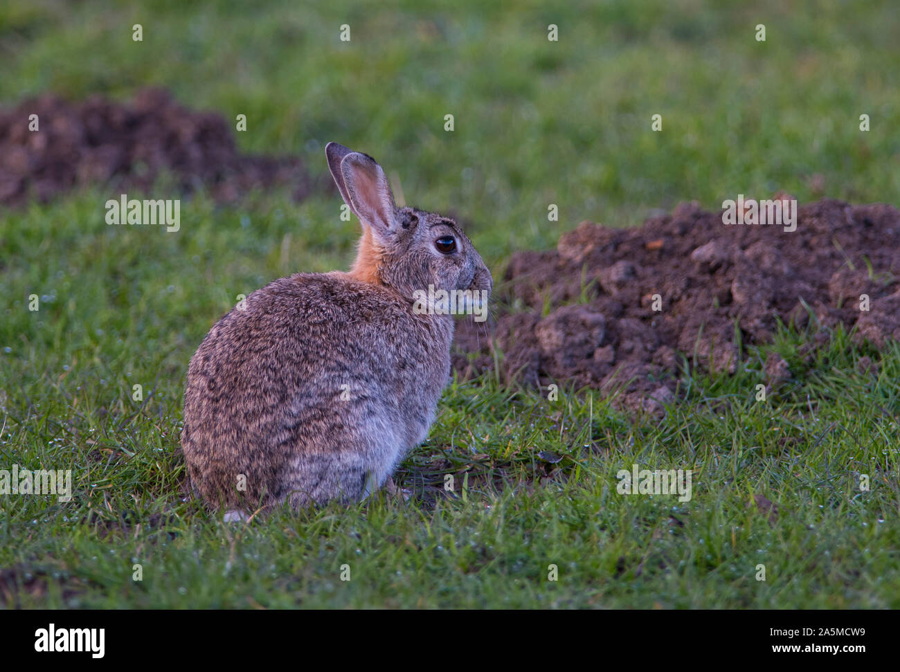 Europäische Kaninchen (Oryctolagus cuniculus) setzte sich in einem Feld voller Maulwurfshügel, South Yorkshire, England. Stockfoto
