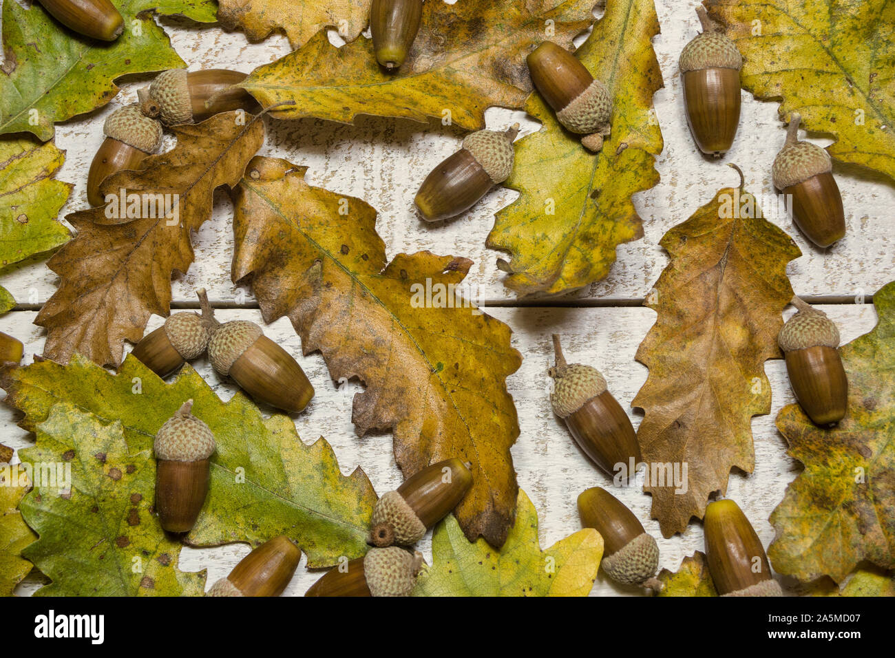 Blätter im Herbst Muster mit Eicheln auf weißem Holz- Hintergrund. Ansicht von oben, flach. Stockfoto