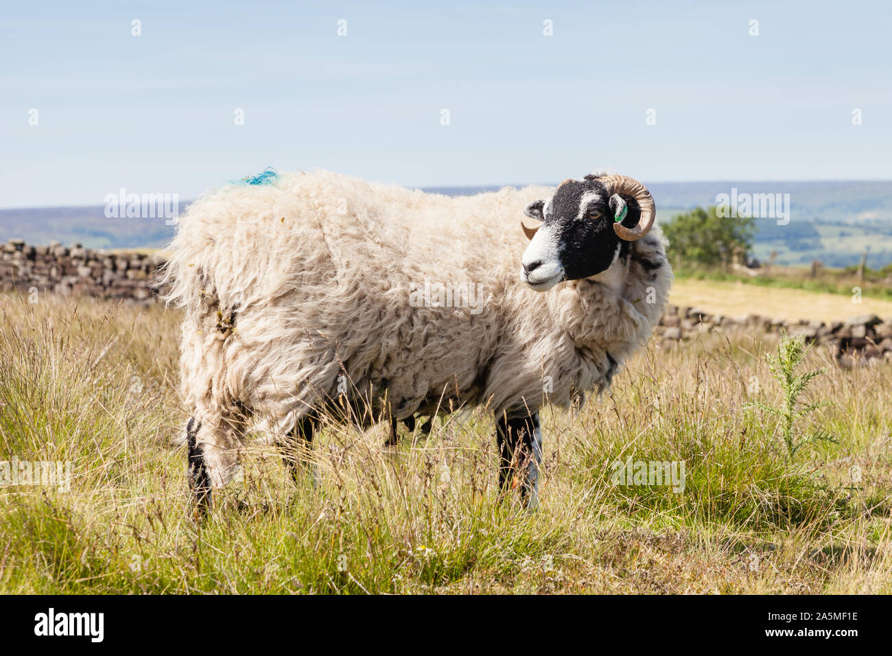Ein Schaf Umfragen die North York Moors National Park Landschaft im Norden von England. Stockfoto