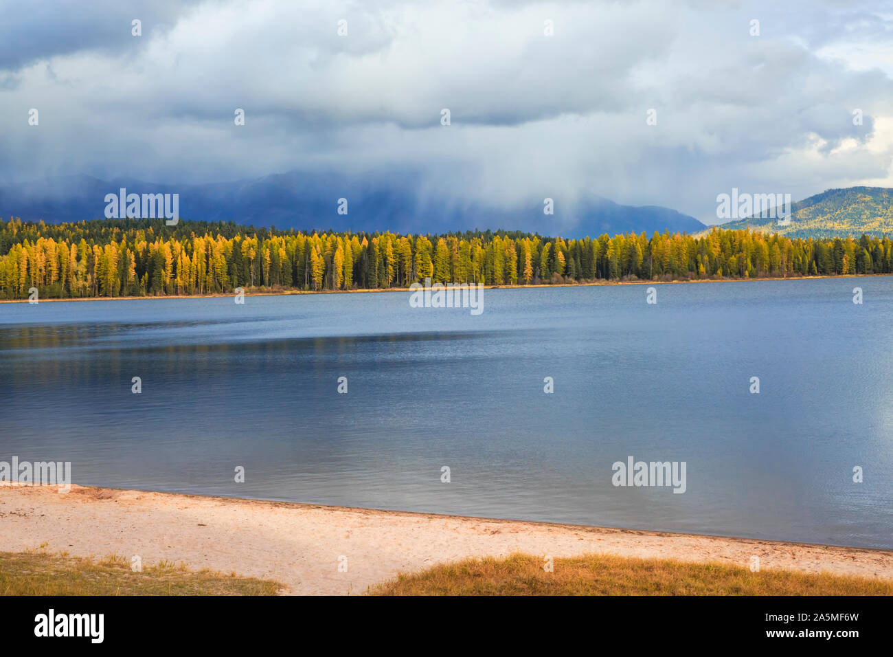 Sturm über Seeley Lake und der Schwan im Herbst bei Seeley Lake, Montana Stockfoto