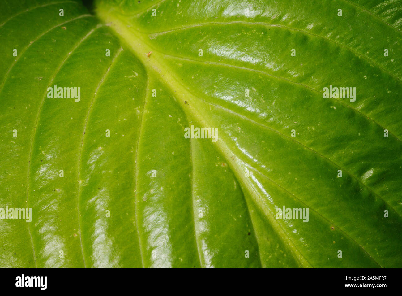 Hell Grün Makro Blatt Textur Hintergrund Stockfoto