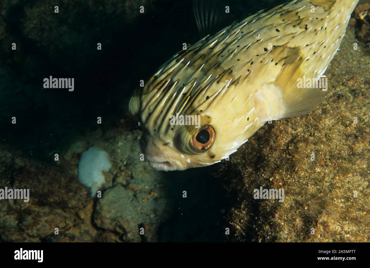 Fisch, Gill, aquatische, craniate, Stockfoto