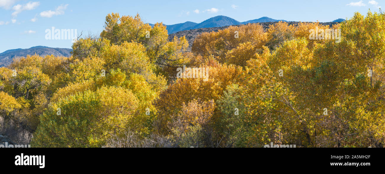 Farben auf fallen Bäume im südlichen Kalifornien Sierra Nevada. Stockfoto