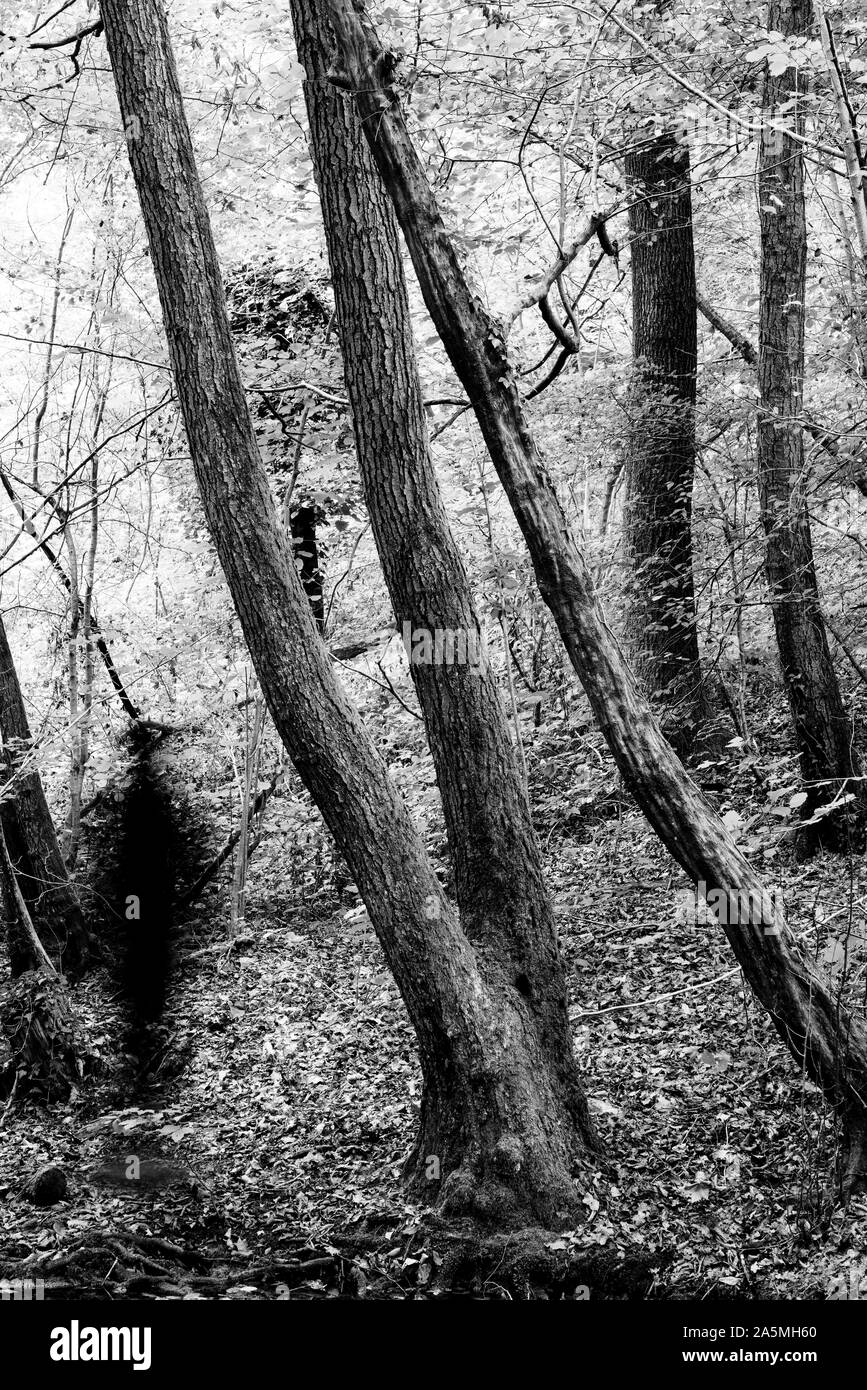 Schatten im Wald Stockfoto