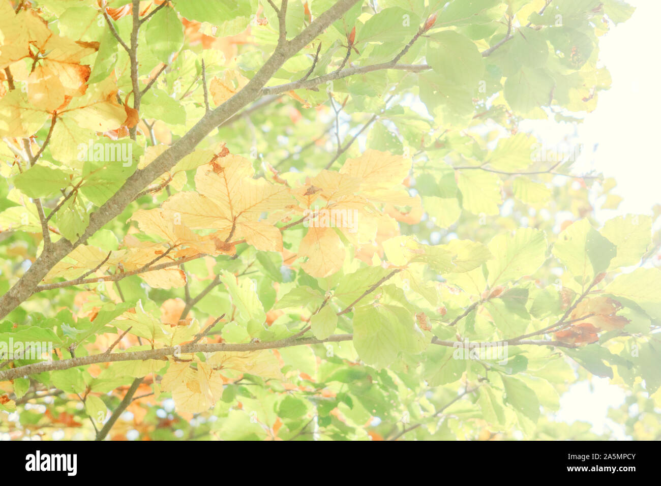 Heller Hintergrund farbiger Blätter im Herbst. Grün, gelb und orange Farbe Stockfoto