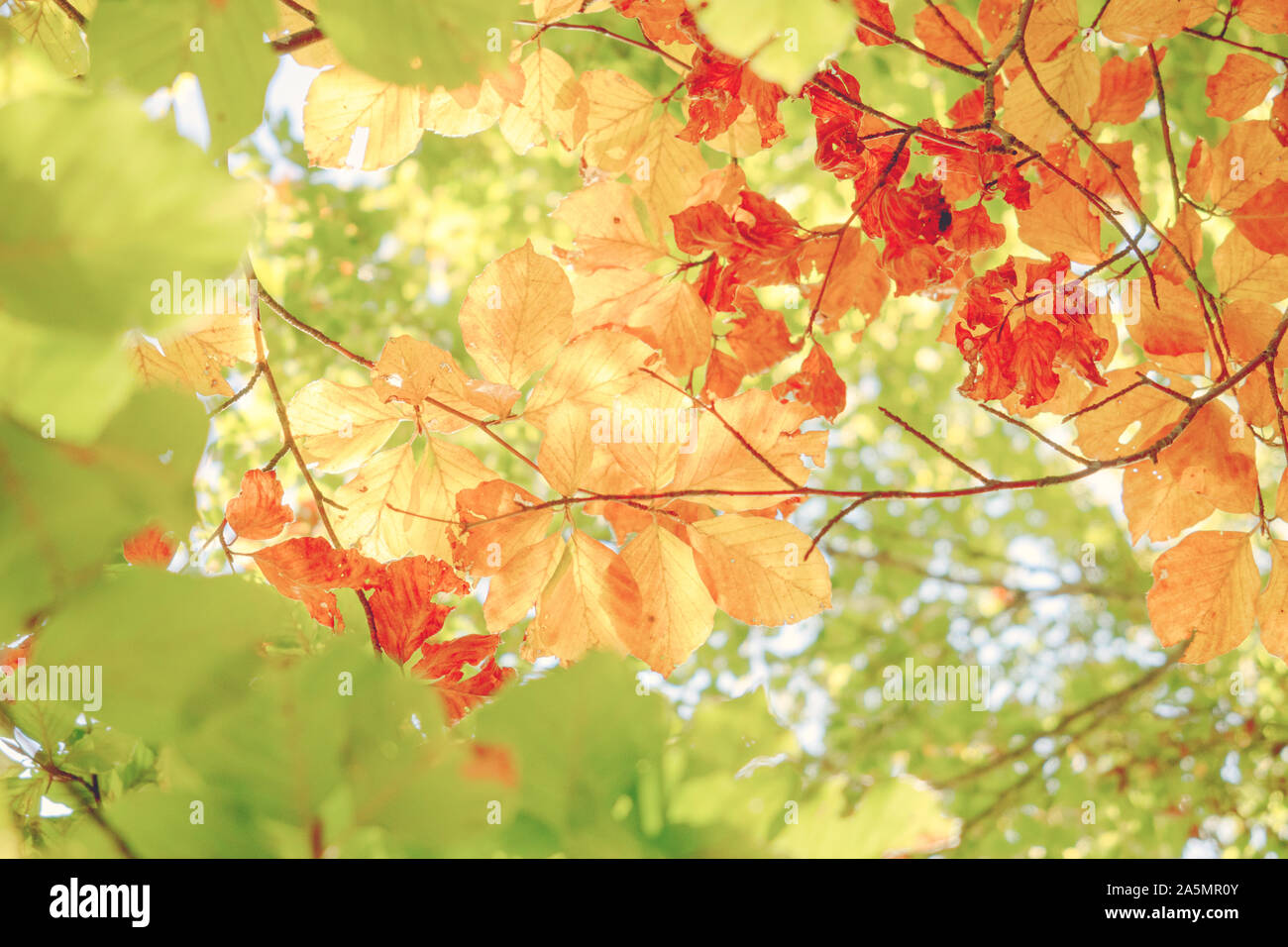 Heller Hintergrund farbiger Blätter im Herbst. Grün, gelb und orange Farbe Stockfoto