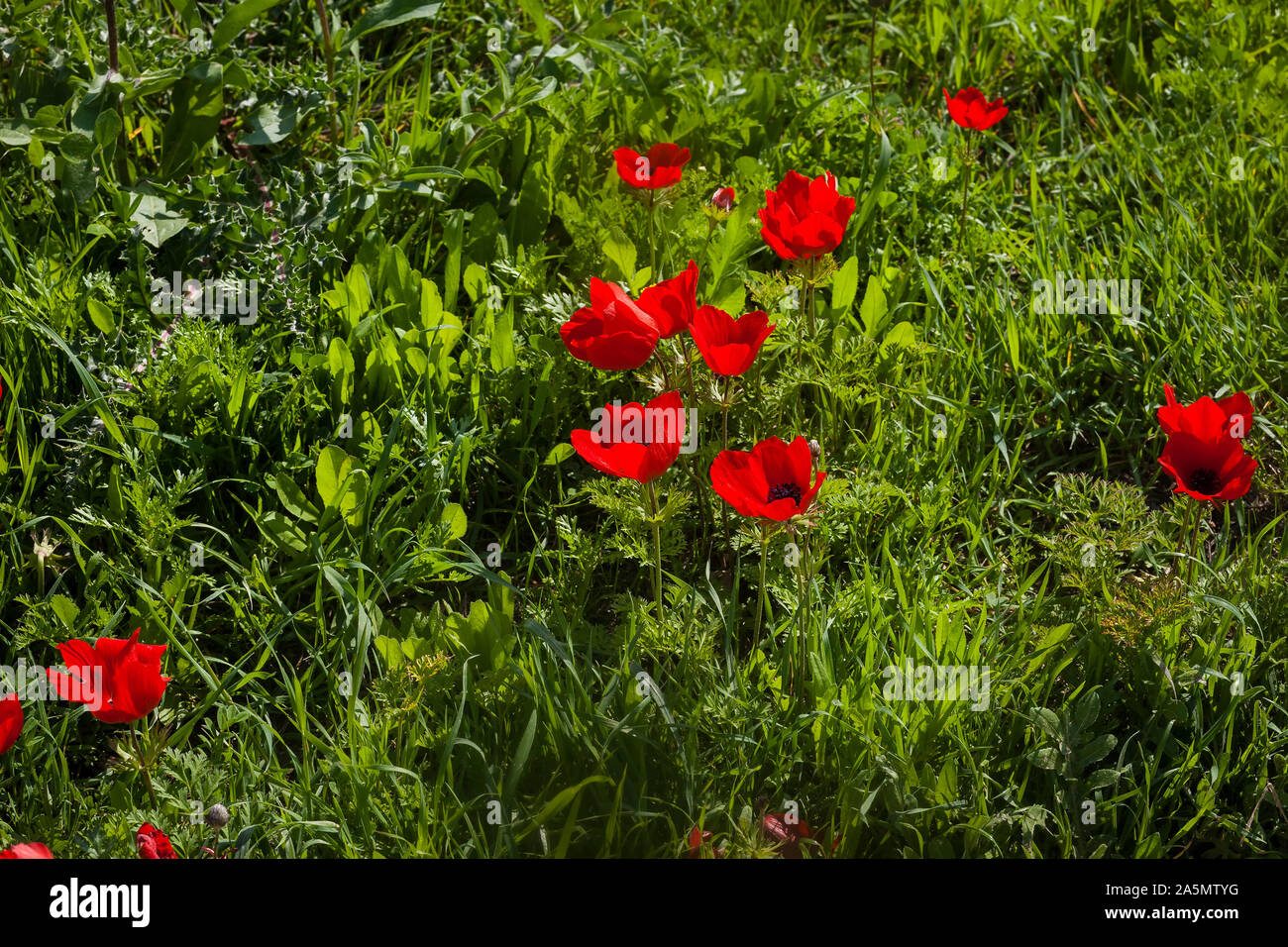 Nahaufnahme auf glänzende rote Anemone Blumen im Feld unter grünen Gras Stockfoto
