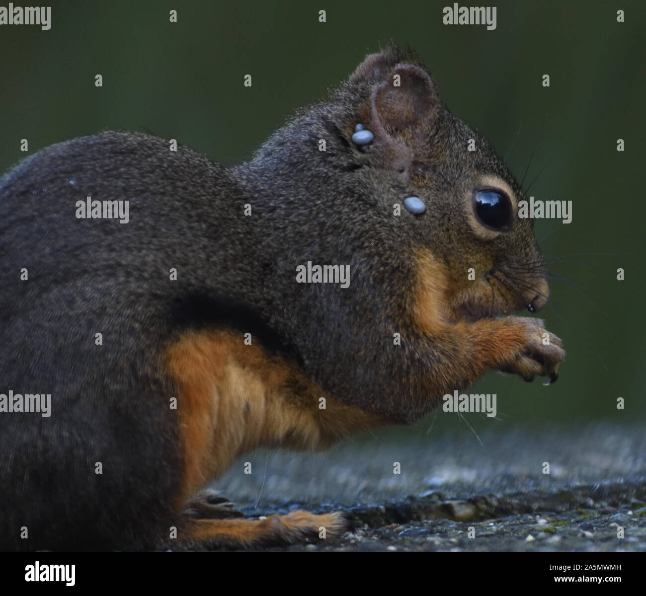 Ein Douglas-Eichhörnchen (Tamiasciurus douglasii) mit blutgefüllten Zecken auf dem Kopf. Stanley Park, Vancouver, British Columbia, Kanada. Stockfoto