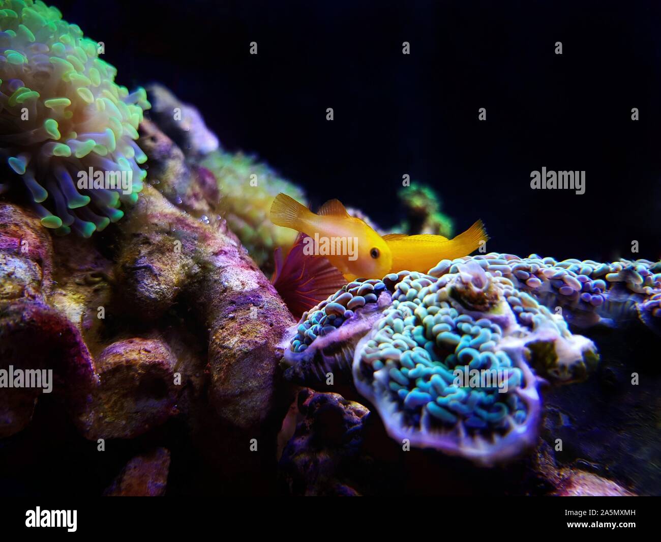 Gelbe clown Grundel - gobiodon Menagei Stockfoto