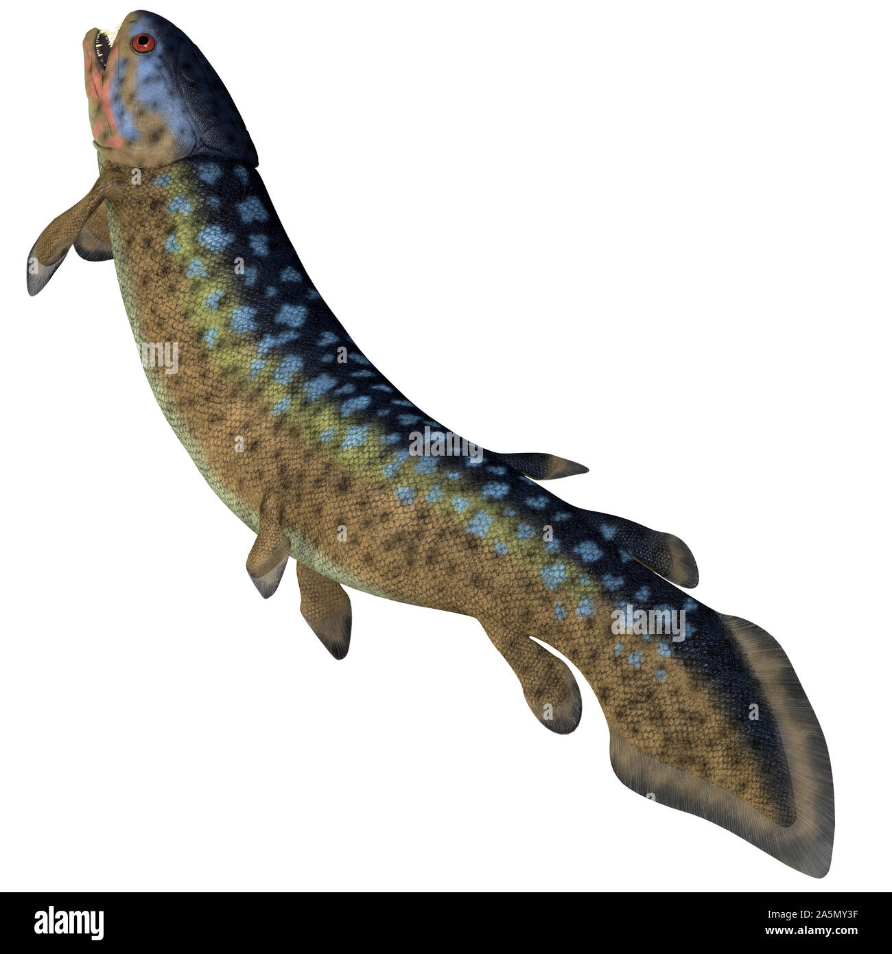 Rhizodus war eine fleischfressende Raubtier Fische im Süßwasser während des Devon und Karbon Zeiten lebte. Stockfoto