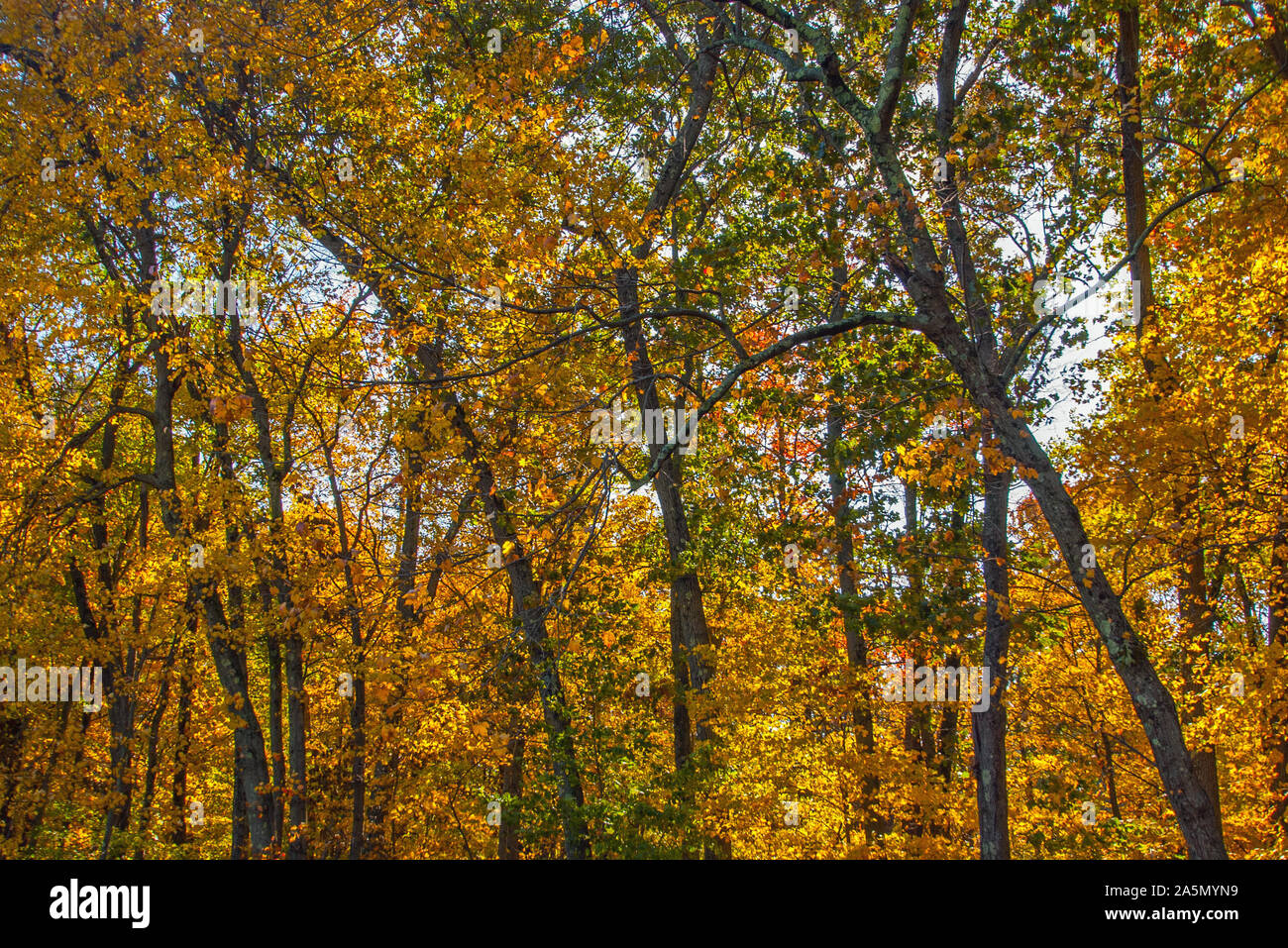 Blätter im Herbst im Wald Stockfoto