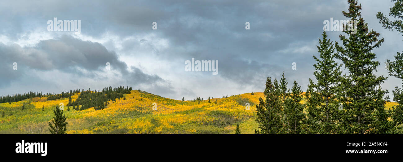 Aspen Herbstfarben in Kenosha Pass in den Rocky Mountains, Colorado, Panorama Stockfoto