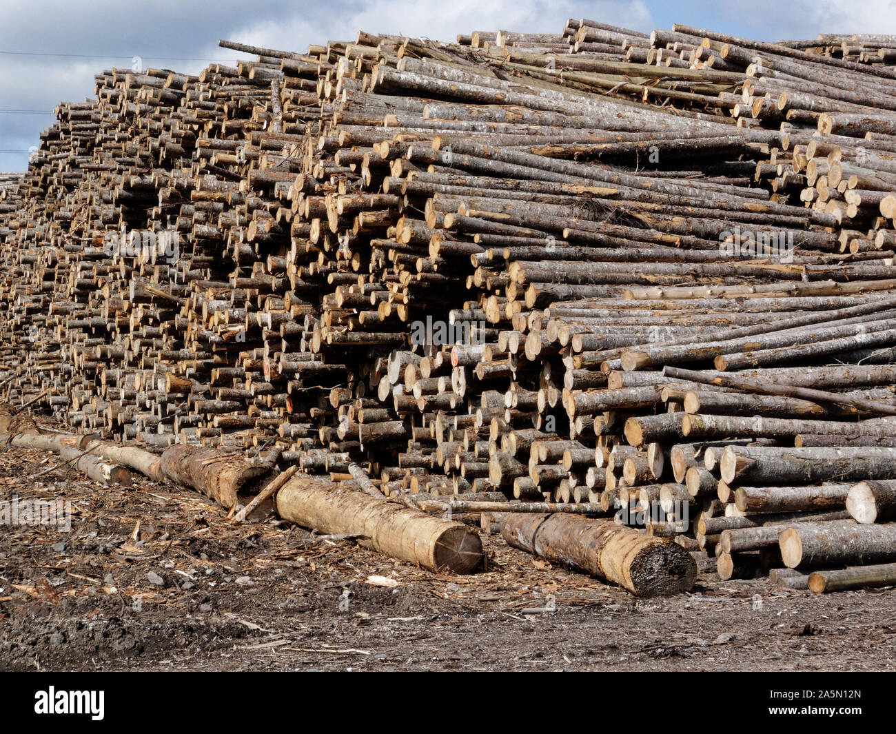 Riesige Haufen der Bäume in einem Holz verarbeitenden Betrieb in der Saguenay Lac St Jean Bereich von Quebec, Kanada Stockfoto