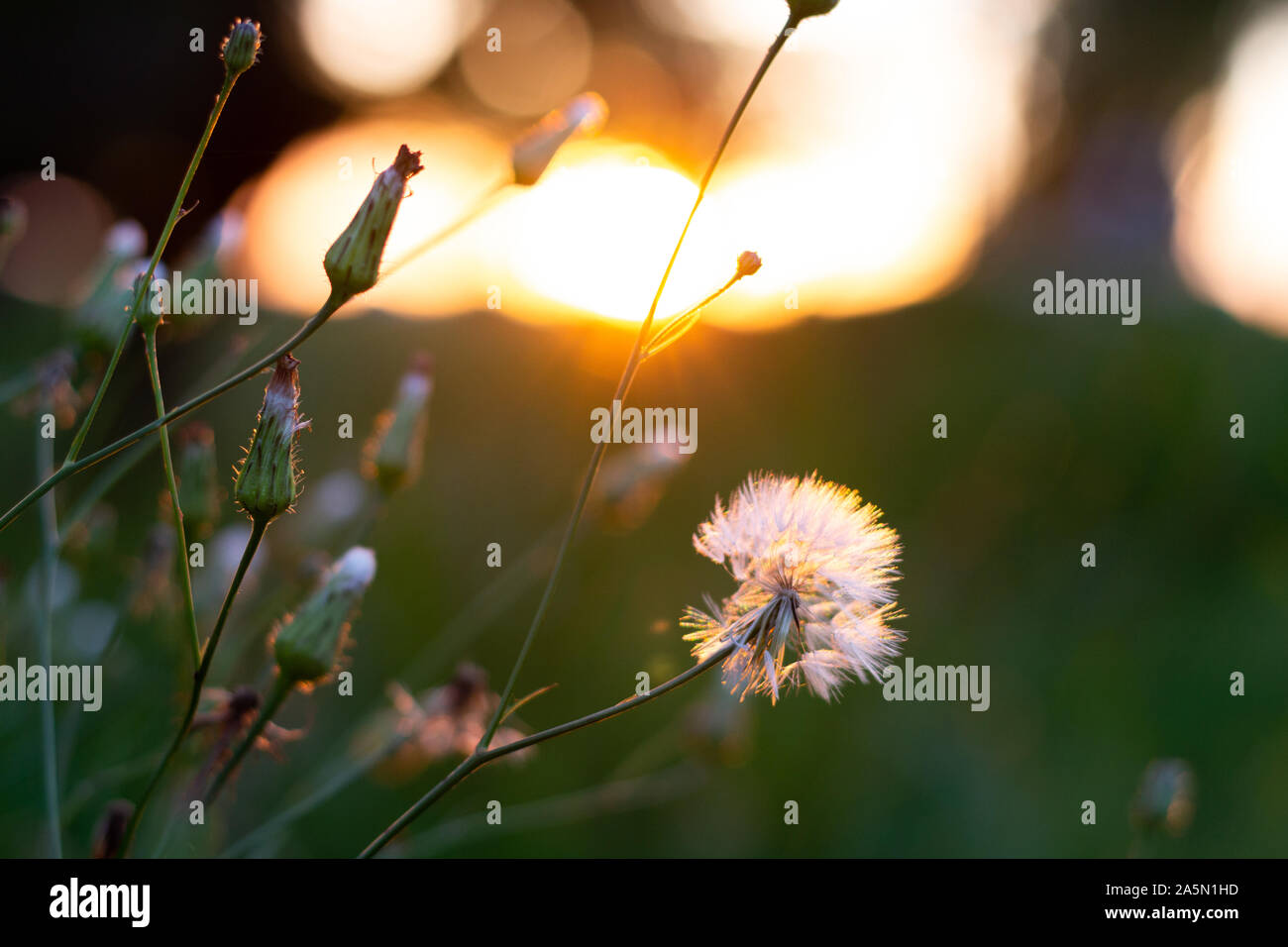 Die Blume des Dandelions und der Sonnenuntergang in Porto-Egueros, Brasilien Stockfoto