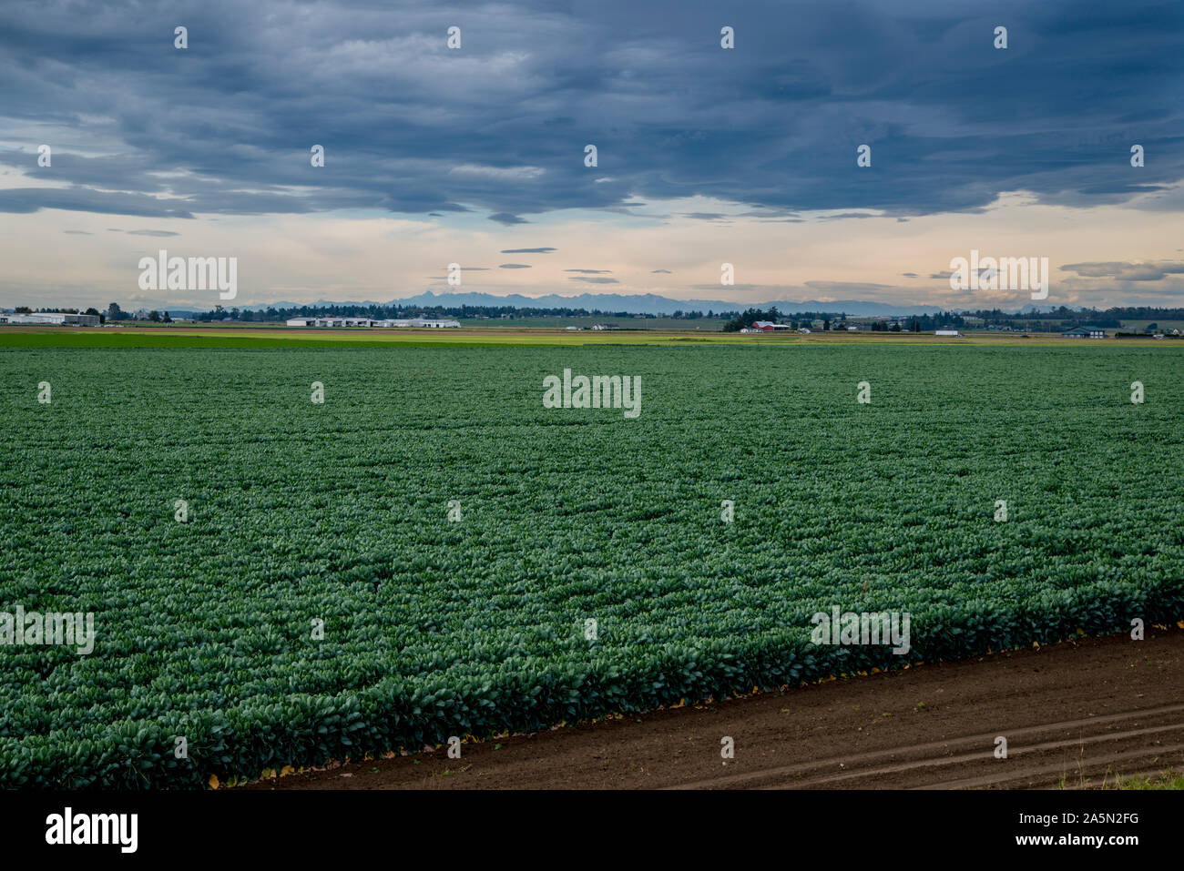 Washington. Skagit Valley. Ackerland. Stockfoto