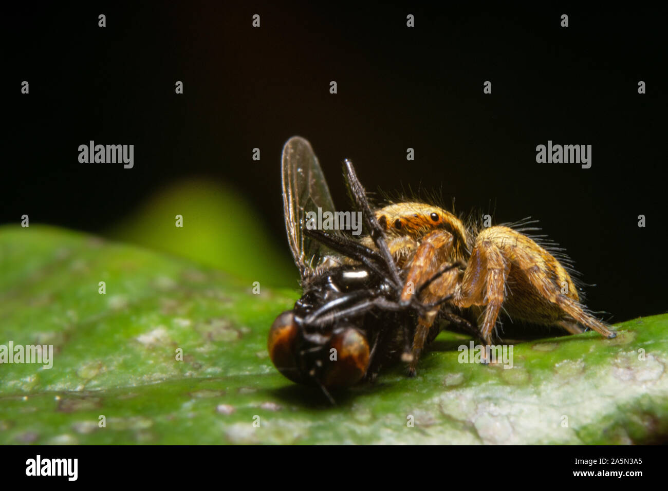 Fang des Tages, Spider mit Fly Stockfoto