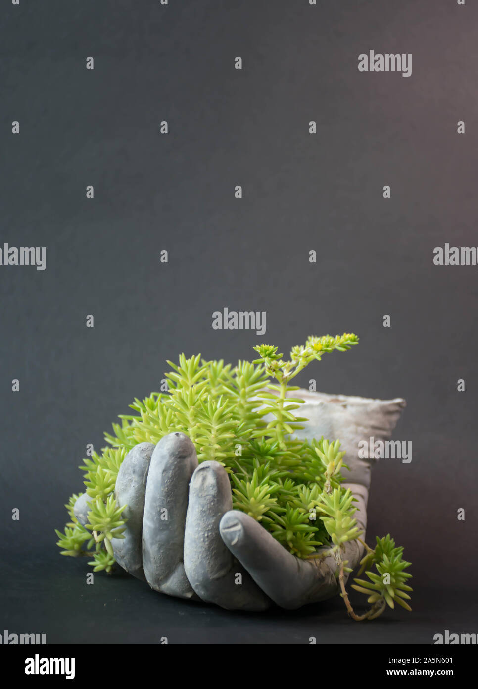 Hausgemachte dia Zimmerpflanzen Idee Stockfoto