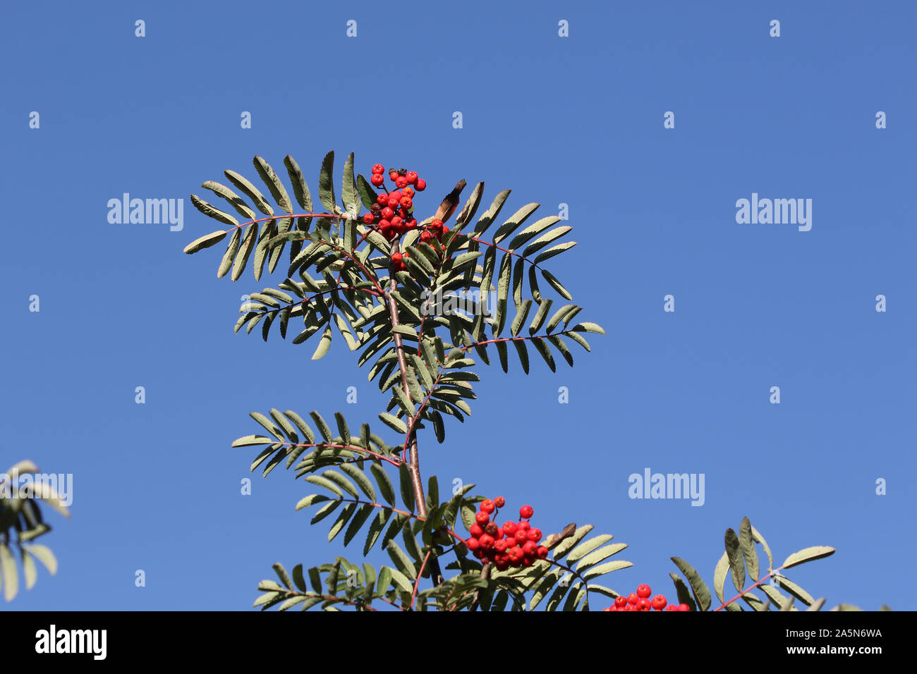 Rote Beeren auf einem Europäischen Eberesche Baum namens auch ein Rowan Latin Sorbus aucuparia im Herbst oder fallen in Oxford England Stockfoto