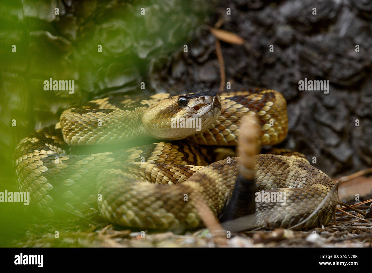 Western Black-tailed Klapperschlange (Crotalus molossuss), Sonora, Mexiko. Stockfoto