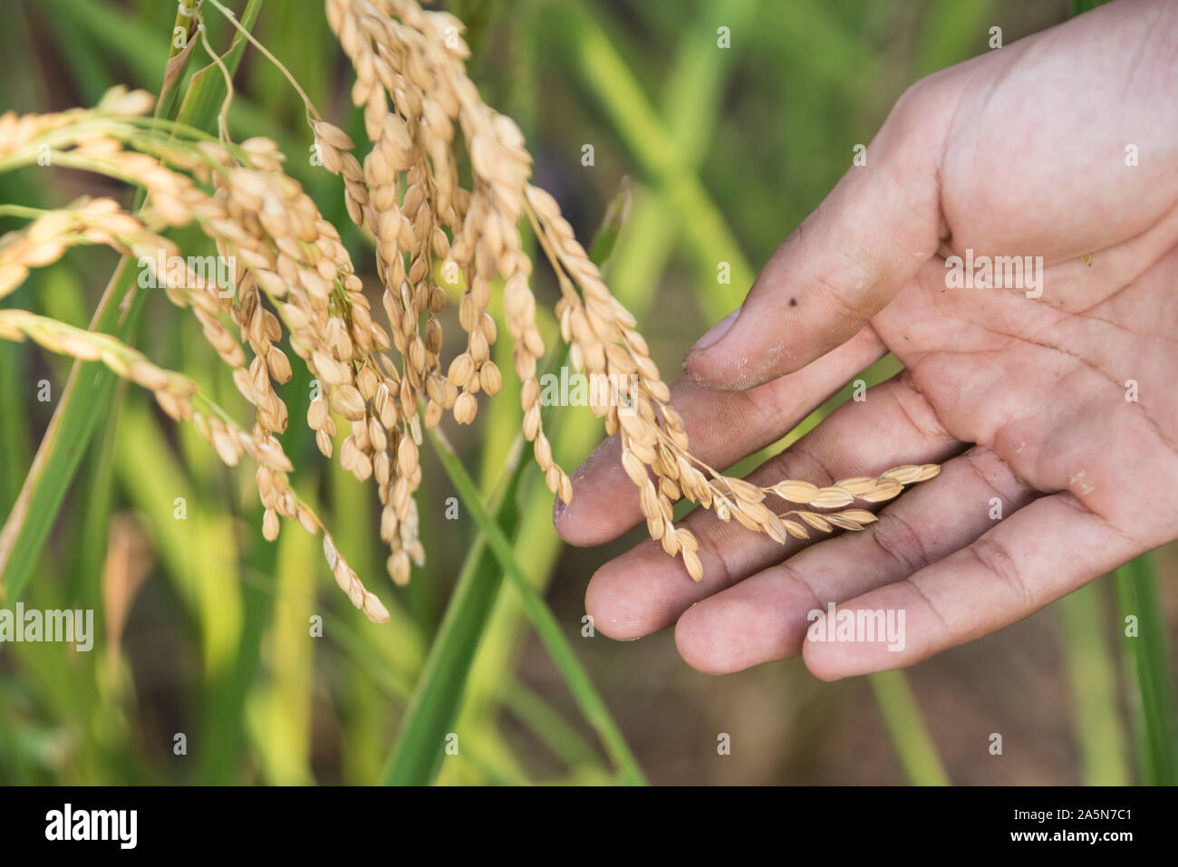 Bauern Hand hält ein Ohr von klebriger Reis / klebrige Reis (Oryza sativa var. glutinosa) in den Hügeln von Nord-Laos angebaut Stockfoto