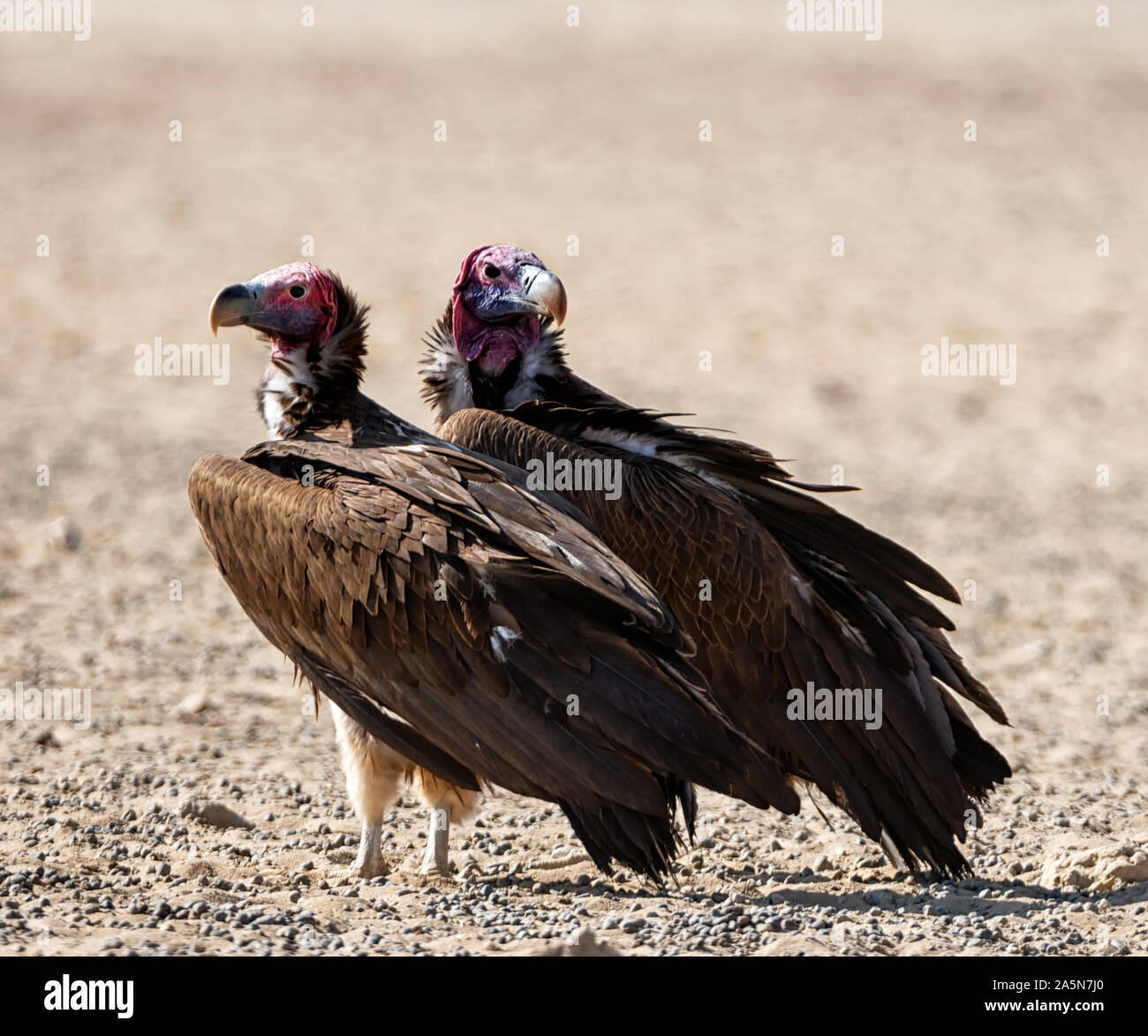 Ein paar Lappet-faced Geier in Southern African Savannah Stockfoto