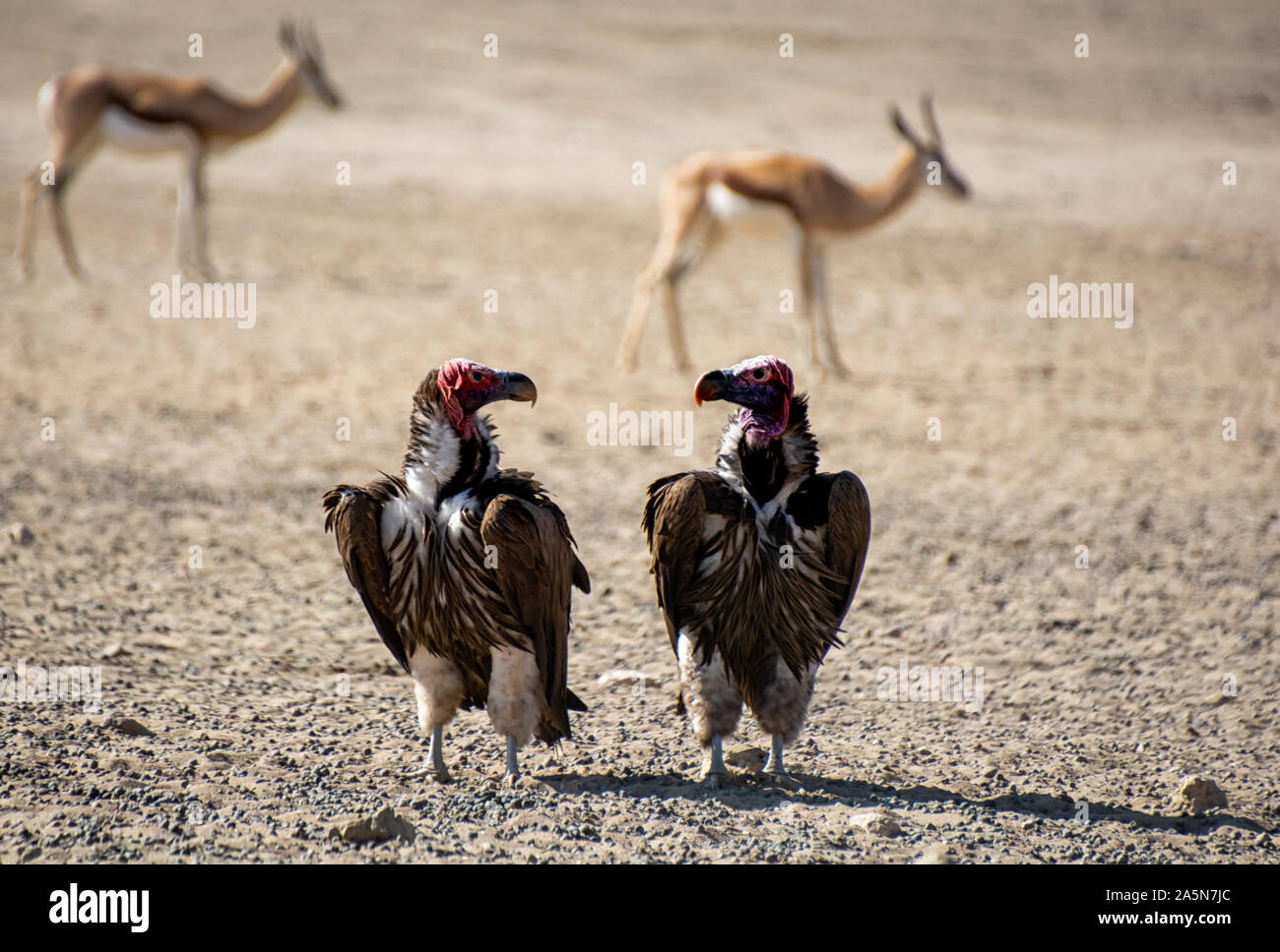 Ein paar Lappet-faced Geier in Southern African Savannah Stockfoto