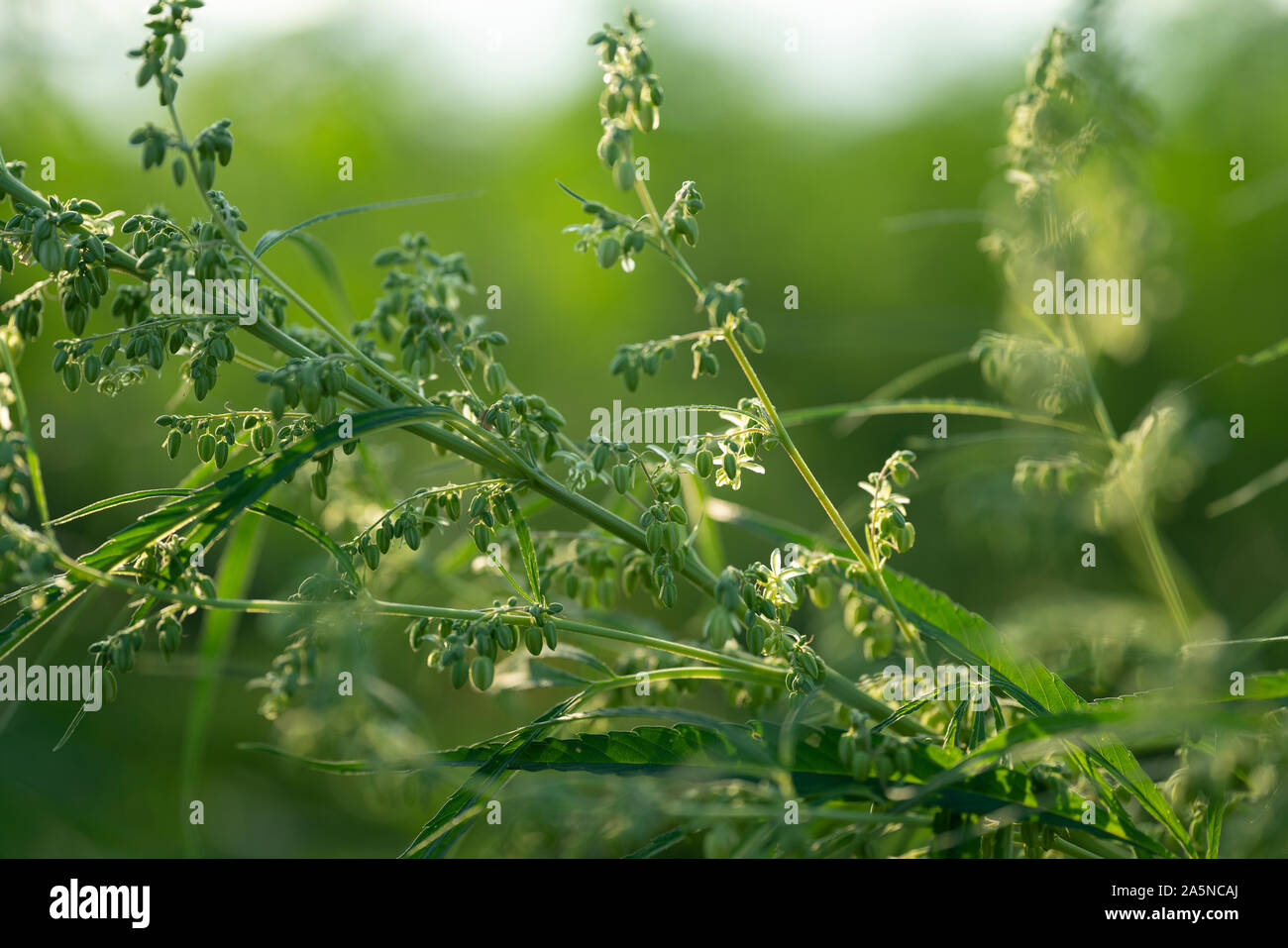 In der Nähe von frischem Cannabis (Marihuana) Blätter mit Sonnenlicht in Blütezeit Stockfoto