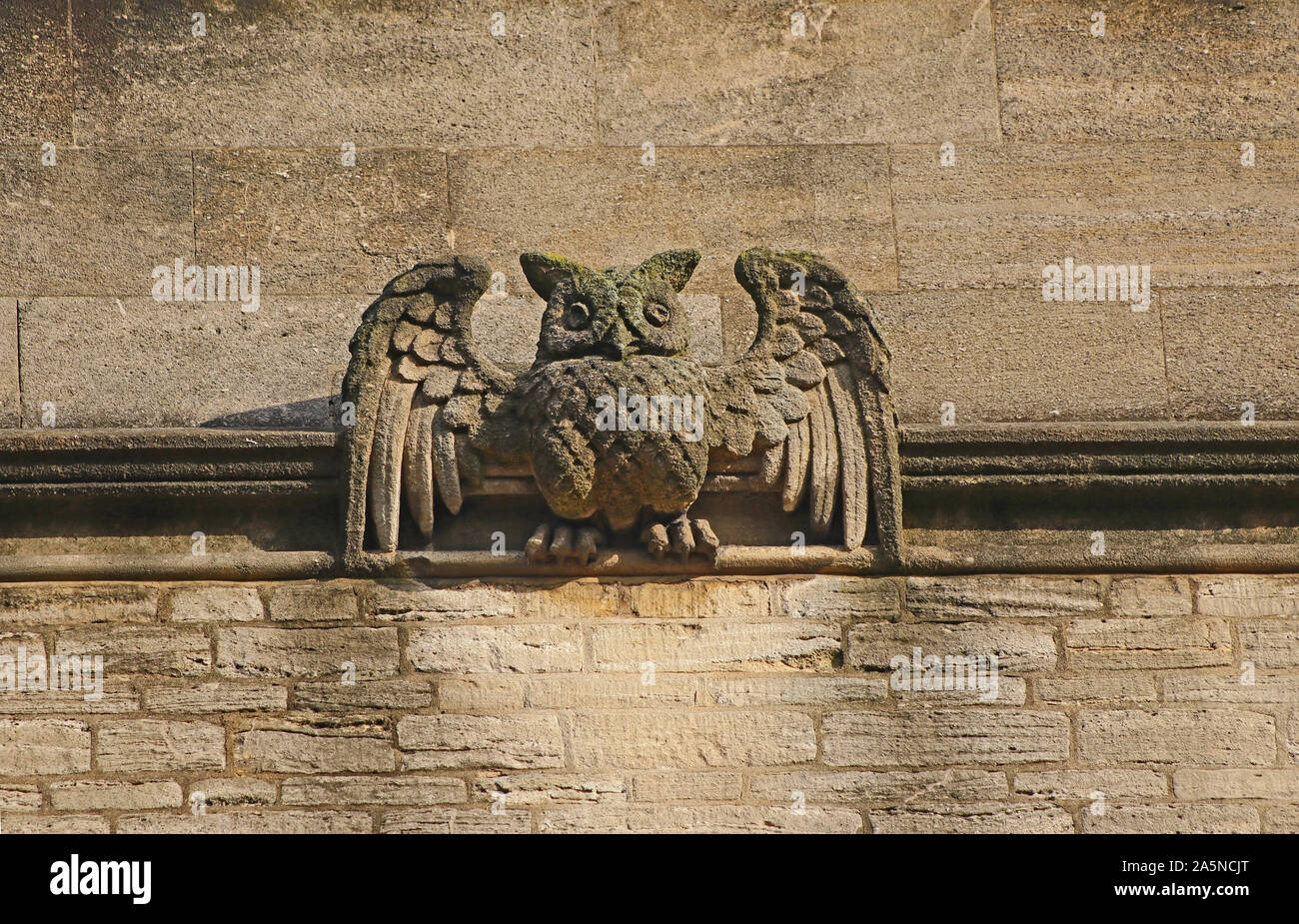 Ein Wetter abgenutzt oder verwitterte Stein wasserspeier von eine Eule an der Wand eines College in Oxford Teil der Universität in Cotswold stone oder Kalkstein Stockfoto