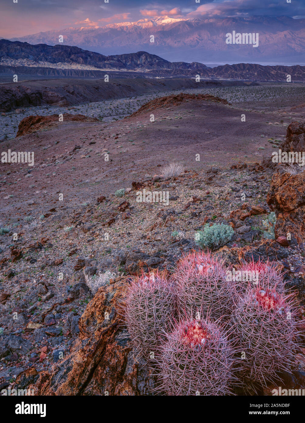 Sunrise, Cottontops, Echinocactus polycephalus, Echo Canyon, Telescope Peak, Death Valley National Park, Kalifornien Stockfoto