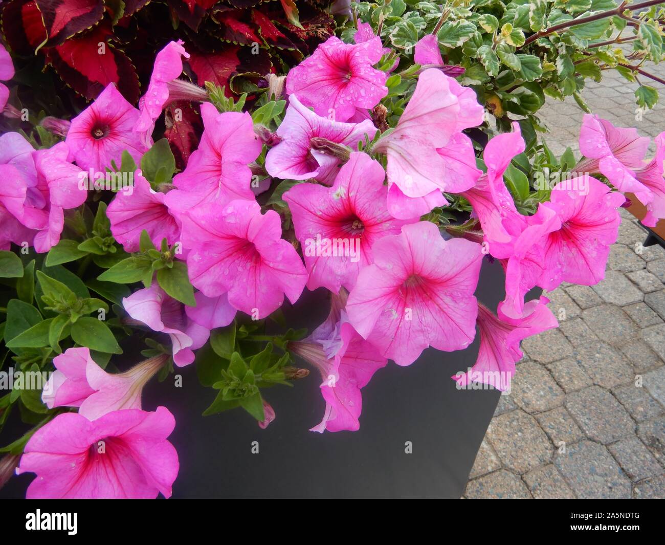 Rosa petunia Blumen im Garten/Ontario Stockfoto
