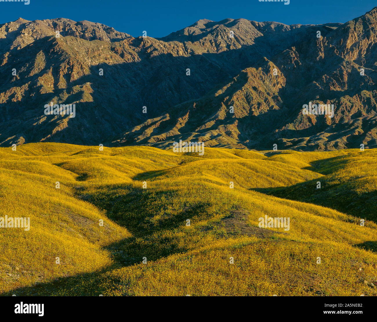 Wüste Sonnenblumen, Beerdigung Berge, Death Valley National Park, Kalifornien Stockfoto