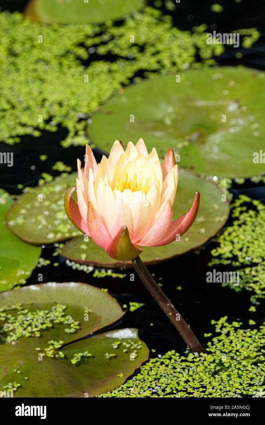Einzelne Blume von Seerose 'John Wedgewood', Nymphaea 'John Wedgwood' von Wasserlinsen und Lily Pads umgeben Stockfoto