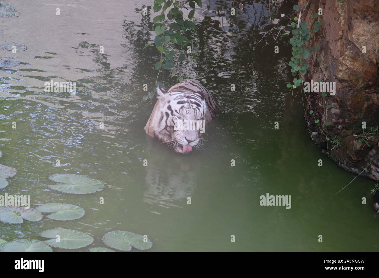 Look White Tiger In Animal Stockfotos Und Bilder Kaufen Alamy
