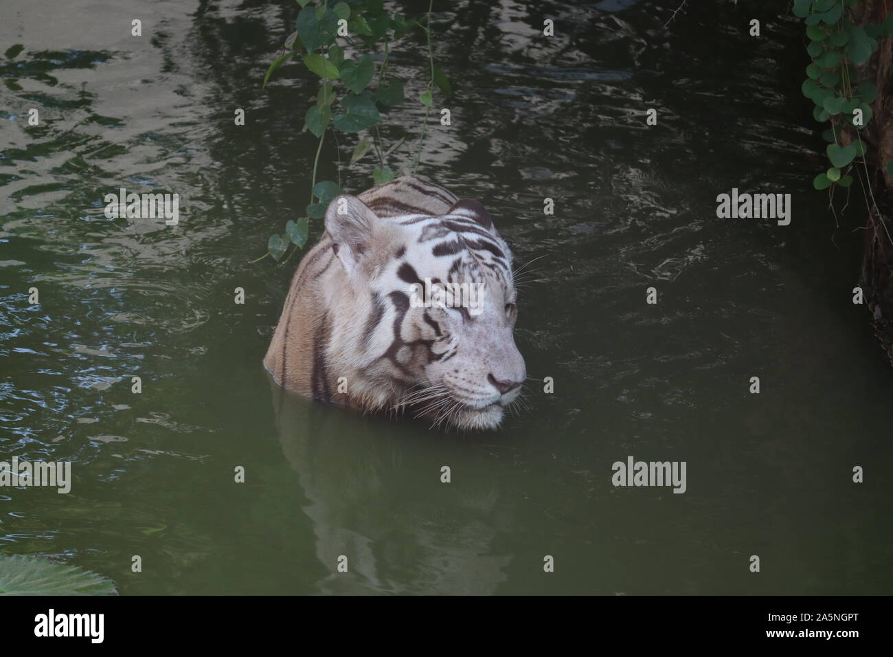 Look White Tiger In Animal Stockfotos Und Bilder Kaufen Alamy
