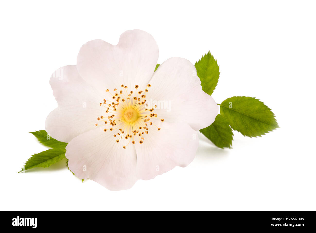 Weißer hund Rose auf weißem Hintergrund Stockfoto