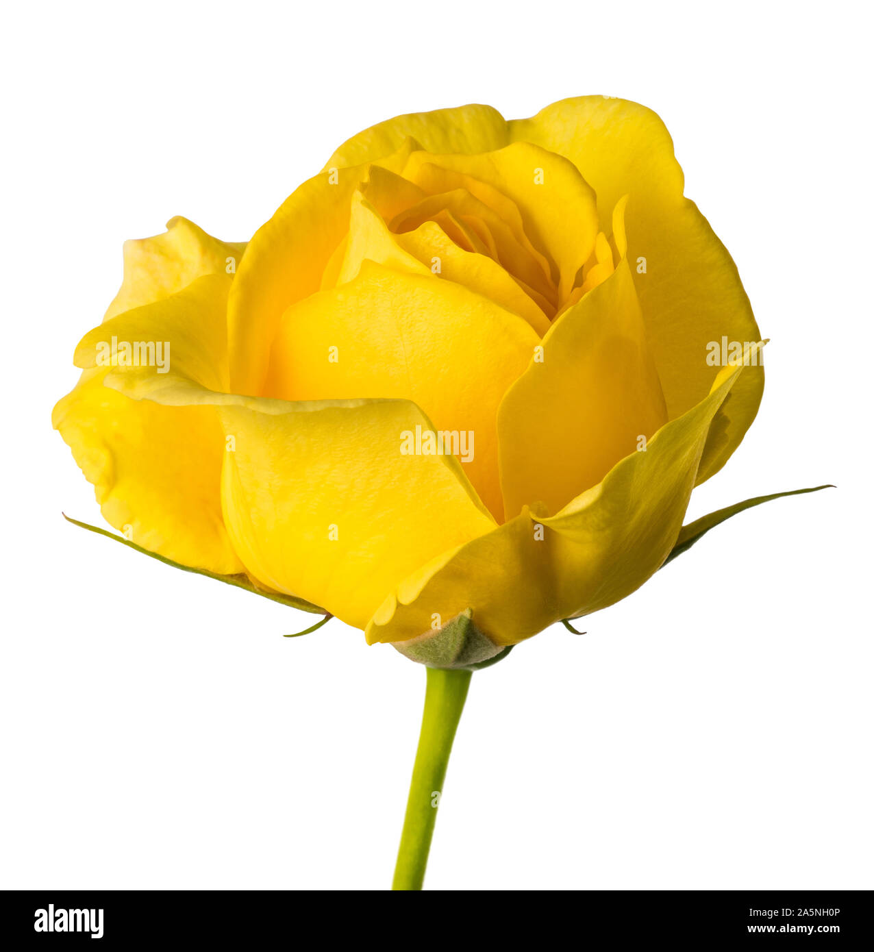 Gelbe Rose Blume auf weißem Hintergrund Stockfoto
