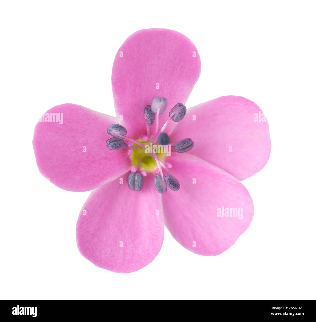 Soapwort Blütenkopf auf weißem Hintergrund Stockfoto