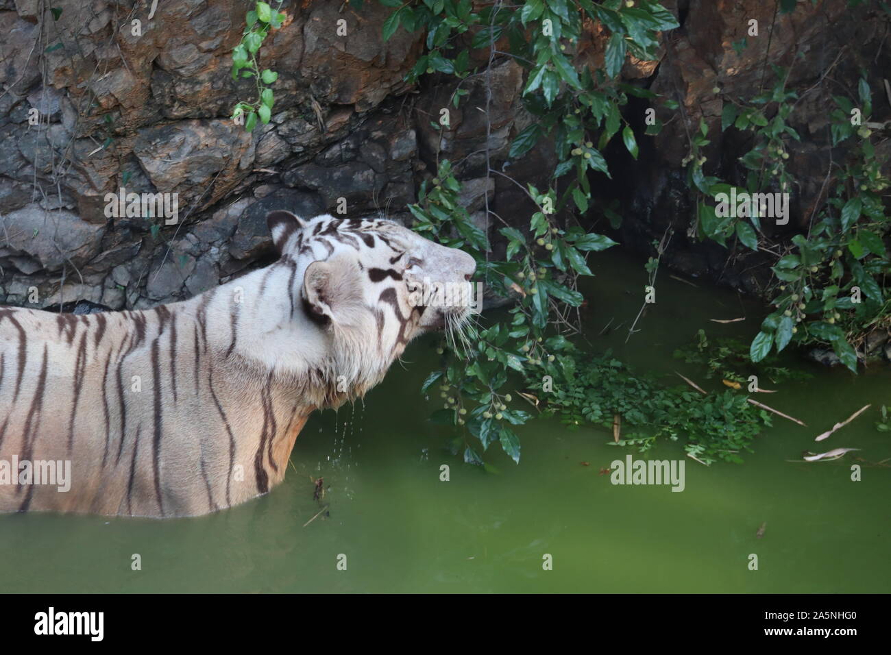 Weißen Königstiger waten im Wasser in tropischen Klima See Stockfoto