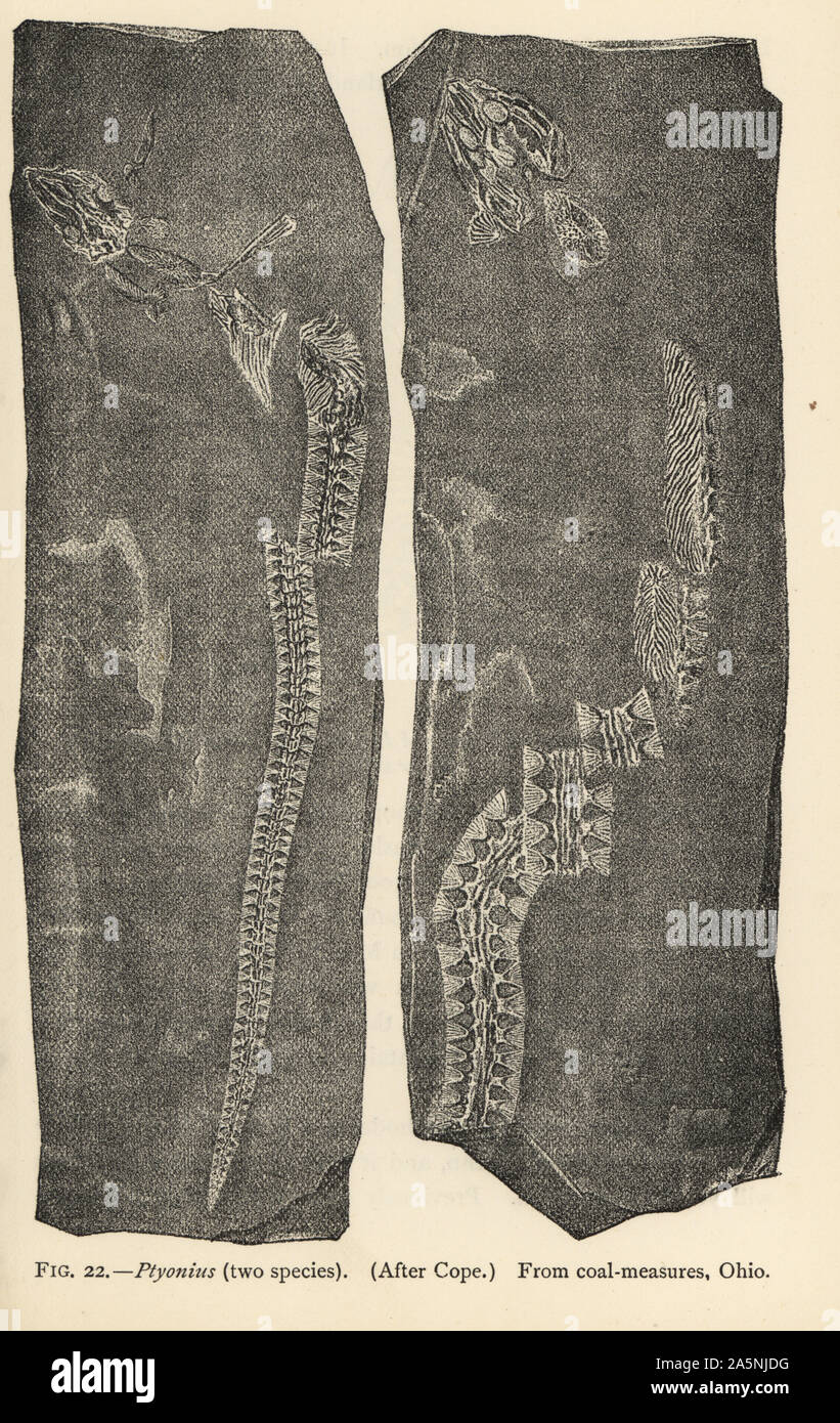 Fossiler Skelette von zwei Arten der alten ausgestorbenen Salamander Ptyonius, aus Kohle Maßnahmen Ohio. Drucken von Henry Neville Hutchinson die Kreaturen von anderen Tagen, populäre Studium der Paläontologie, Chapman und Hall, London, 1896. Stockfoto