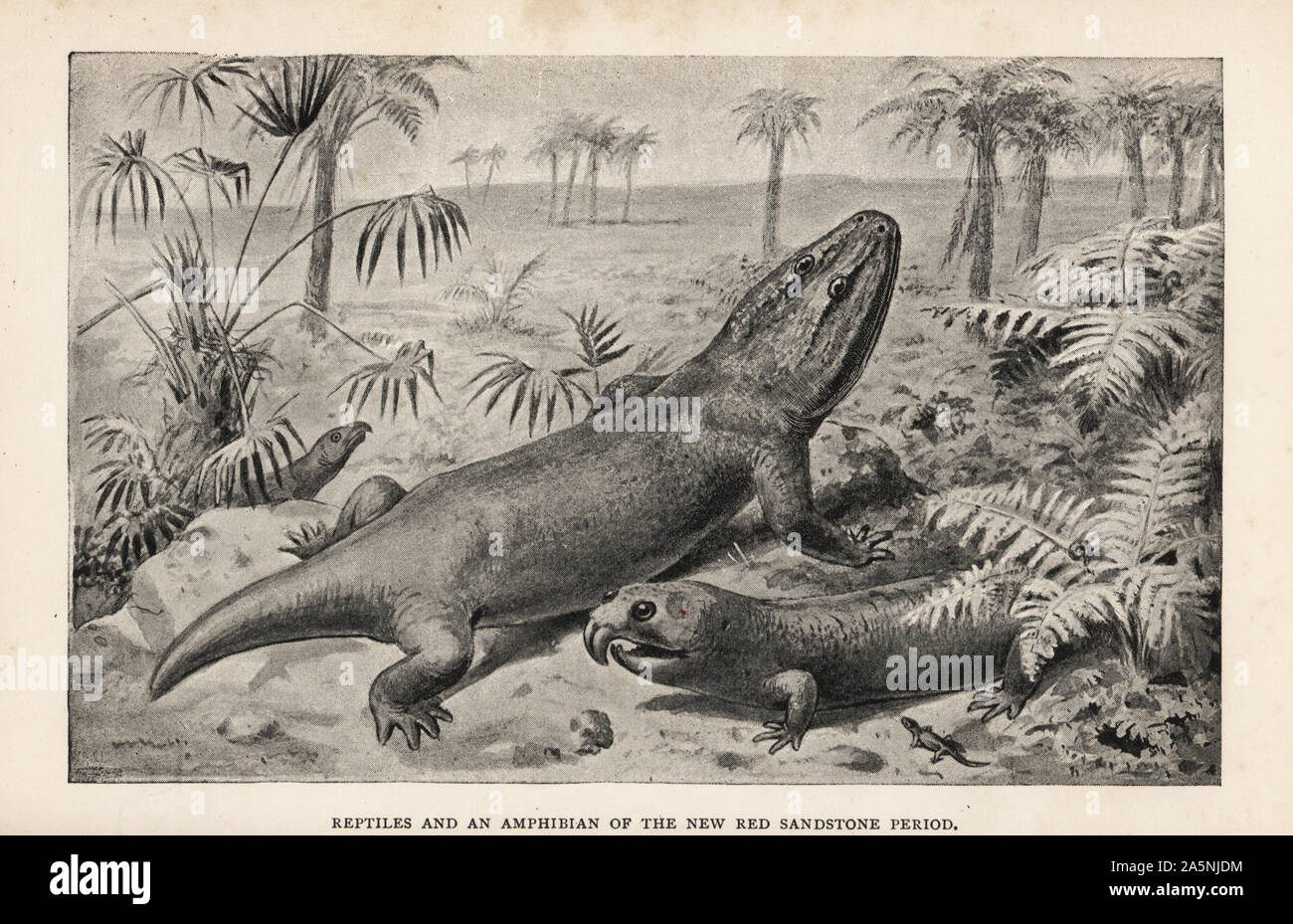 Rekonstruktionen ausgestorbener Rhynchosaurus articeps, Mastodonsaurus jaegeri, Hyperodapedon gordoni und Telerpeton lacertinum. Reptilien und Amphibien der Neuen roten Sandstein. Drucken nach einer Illustration von Joseph Smit von Henry Neville Hutchinson die Kreaturen von anderen Tagen, populäre Studium der Paläontologie, Chapman und Hall, London, 1896. Stockfoto