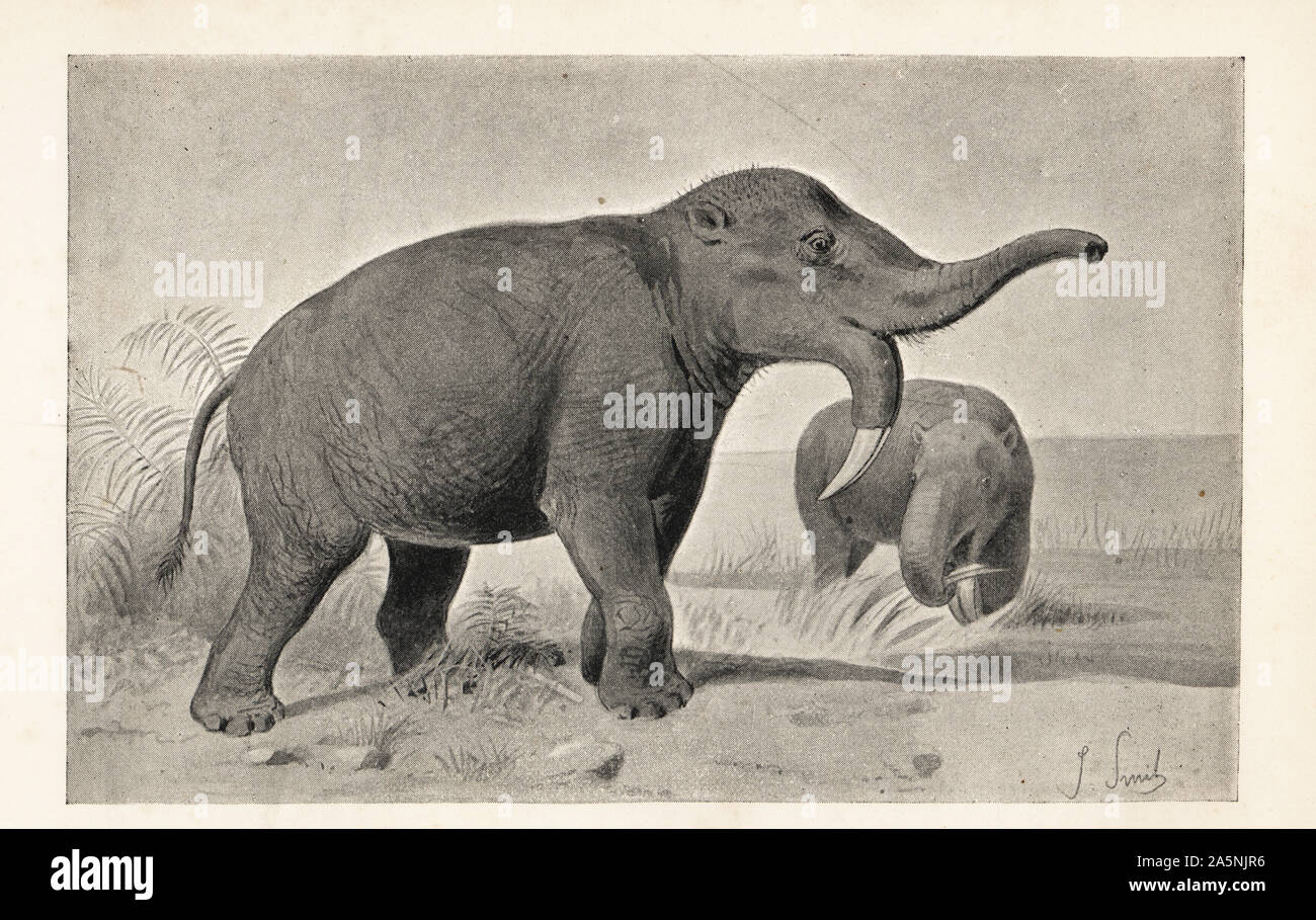 Eine alte elephantine Monster, Dinotherium giganteum, Miozän. Drucken nach einer Illustration von Joseph Smit von Henry Neville Hutchinson die Kreaturen von anderen Tagen, populäre Studium der Paläontologie, Chapman und Hall, London, 1896. Stockfoto