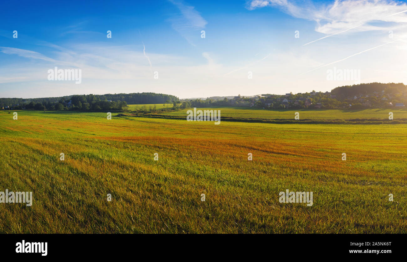 Abend der ländlichen Landschaft. Bereich der Gras, klaren blauen Himmel, Bäume und Büsche. Stockfoto