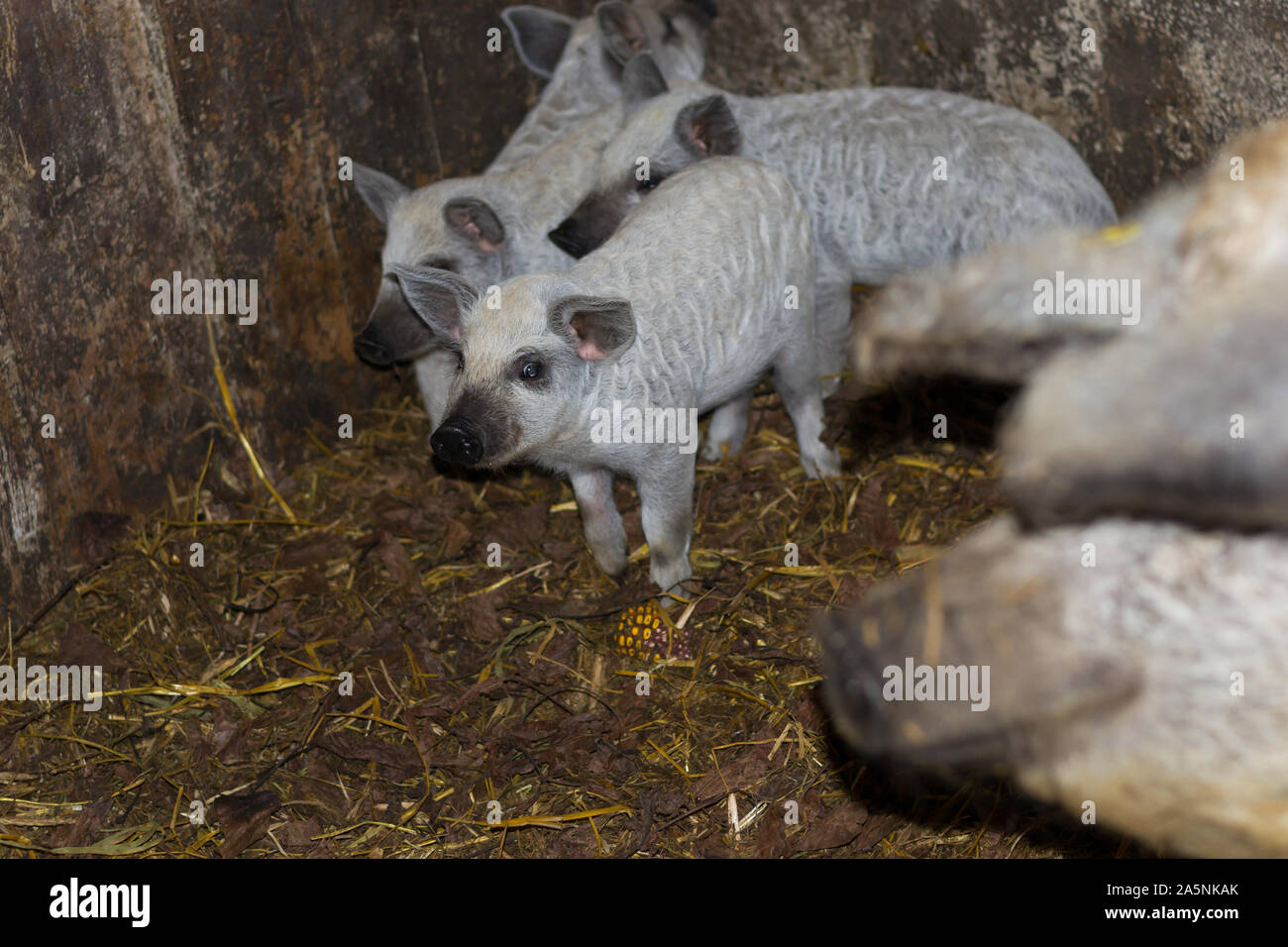 Mangalica Ferkel, eine ungarische Schweine züchten Stockfoto